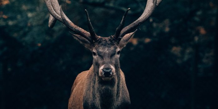 1125x2436 Best majestic iPhone X Wallpapers HD - iLikeWallpaper