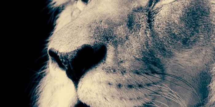 744x1392 Majestic Lion IPhone Wallpaper – Cool backgrounds