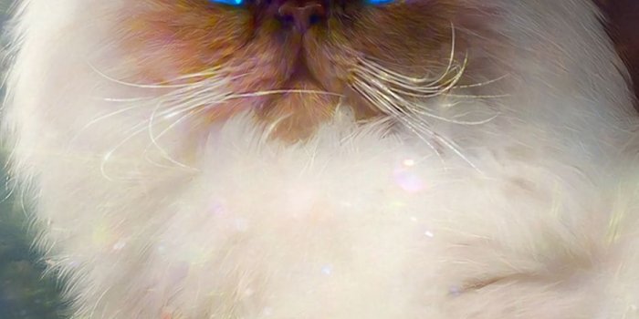 938x1668 Download wallpaper 938x1668 cat, king, view, fantasy, art