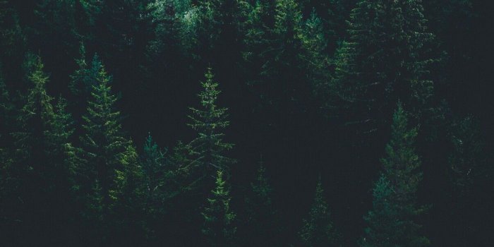 1206x2144 Majestic Wallpapers posted by John Peltier