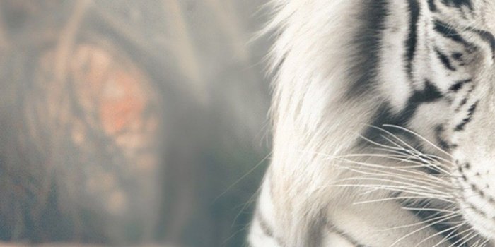 1125x2436 Download 1125x2436 White Tiger, Majestic, Digital Art, Sunrays