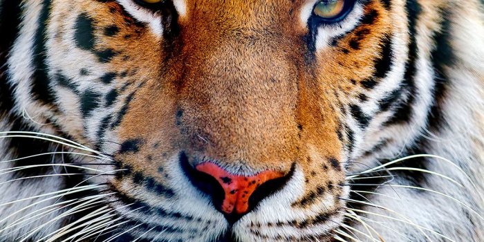 1080x1920 Majestic Tiger iPhone Background