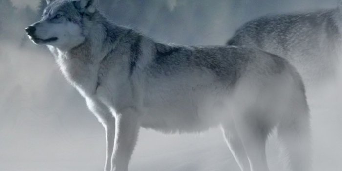 1125x2436 Wolf iPhone Wallpapers - Top Free Wolf iPhone Backgrounds