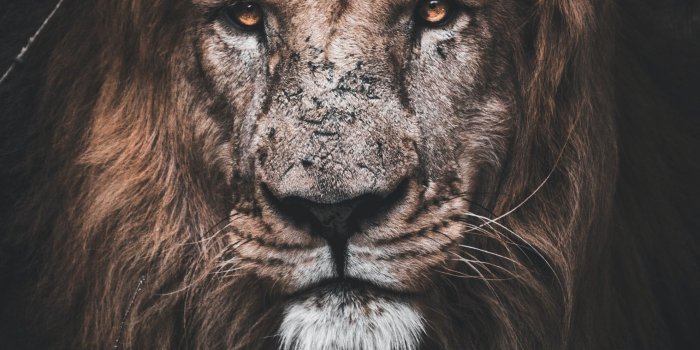 1982x2973 Lion Wallpapers: Free HD Download [500+ HQ] | Unsplash