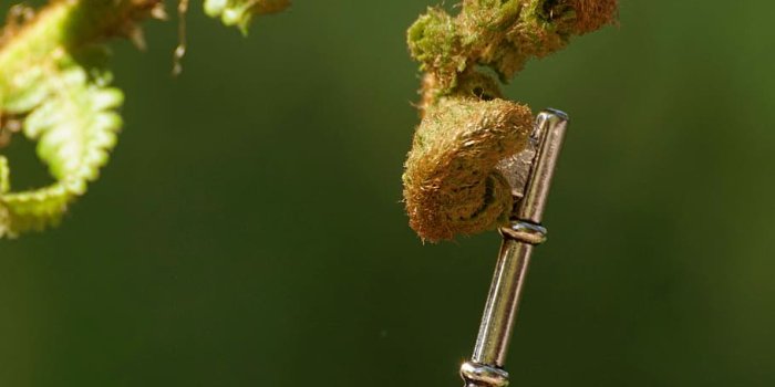 910x1365 HD wallpaper: silver-colored key on plant, fern, unroll, decipher