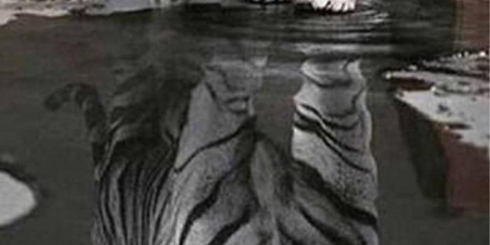 1000x1628 Reflection Cat Prints Diamond Paintings | Cute cat wallpaper