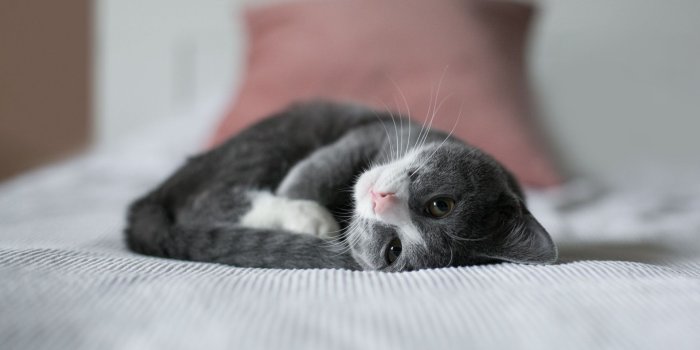 1920x1200 Download Cute Kitten, Bed UltraHD Wallpaper - Wallpapers Printed