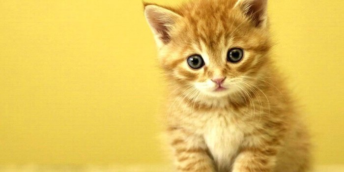 1024x768 Animal Print Kitten 98572 Wallpaper wallpaper
