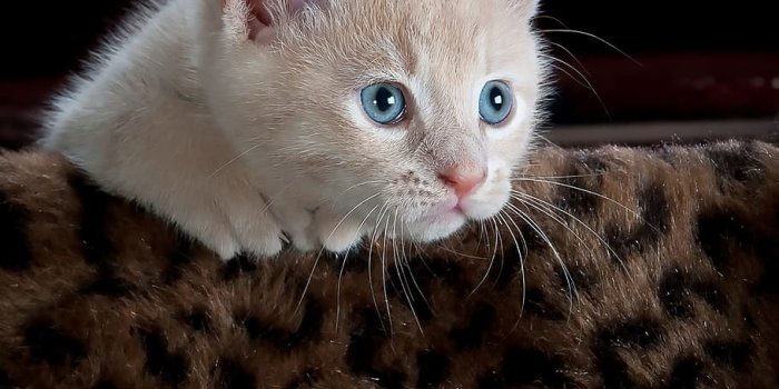 910x951 HD wallpaper: closeup photo of white Tabby kitten on brown and