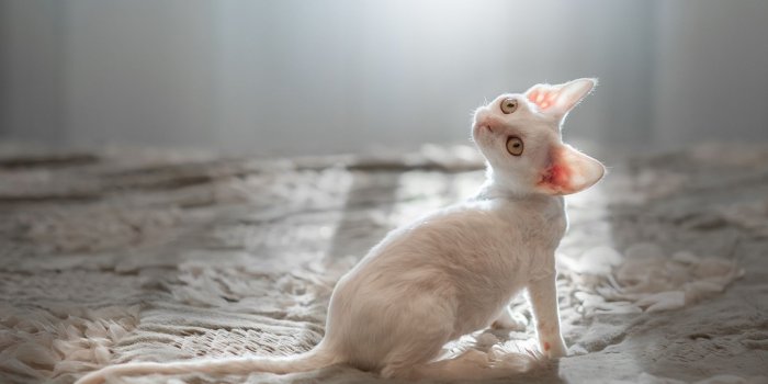 1680x1050 Download White Kitten UltraHD Wallpaper - Wallpapers Printed