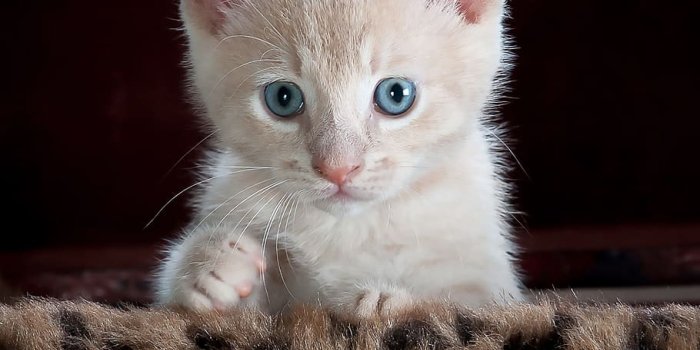 910x951 HD wallpaper: white kitten on brown and black leopard print
