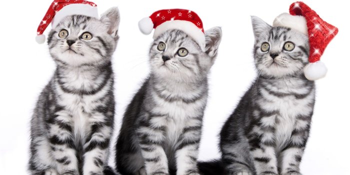 1920x1200 Christmas Wallpapers Cats (#1792281) - HD Wallpaper & Backgrounds