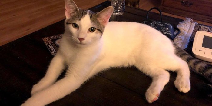 1200x675 A mischievous kitten revealed an undiscovered mural after