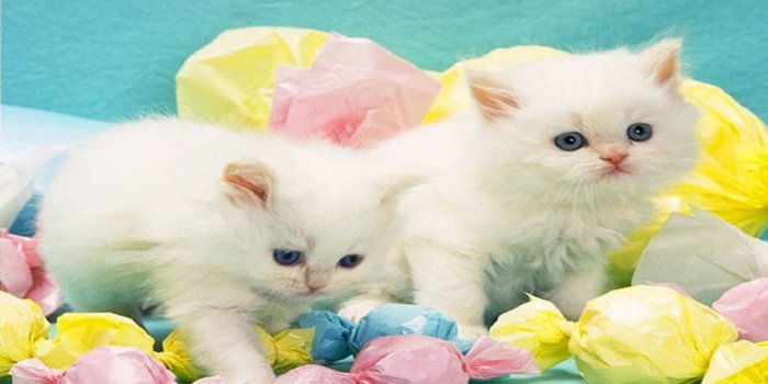 2560x1440 Images of cats kittens wallpaper