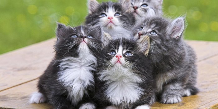 1920x1080 Free download Kitten Wallpaper Kitten Art Print Poster Kitten