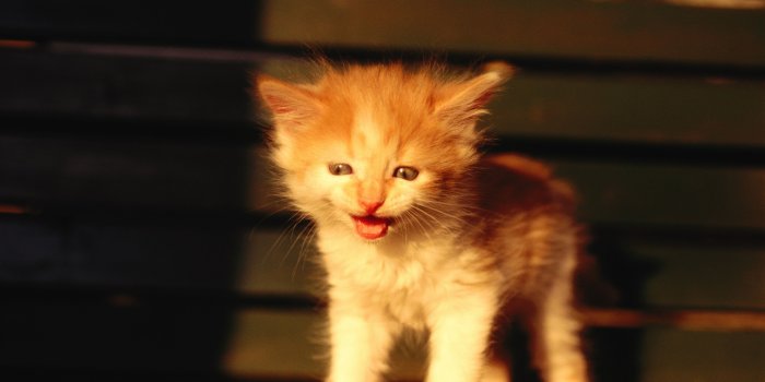 3840x2400 Download Kitten On A Bench UltraHD Wallpaper - Wallpapers Printed