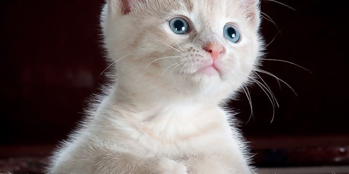 910x951 HD wallpaper: White and Grey Kitten on Brown and Black Leopard
