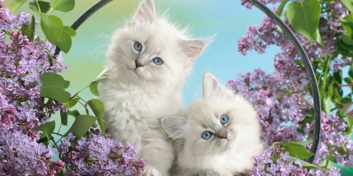 1920x1200 Wallpaper 4k Blue Eyes and Blossoms Blossoms, blue, Eyes, Soundly