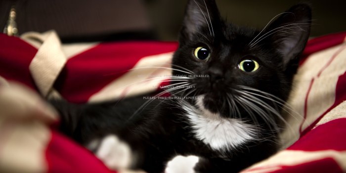 4368x2912 a careful look red black print kitten white