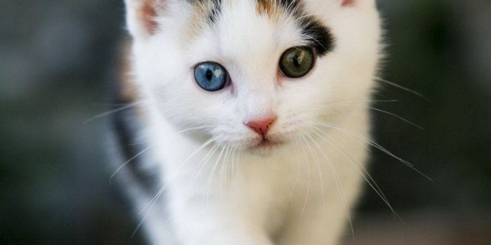 1080x1920 Cute Kitten | iPhone Wallpaper