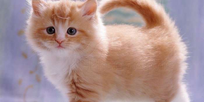 1113x1104 Kittens (@Kittykat737373) | Twitter