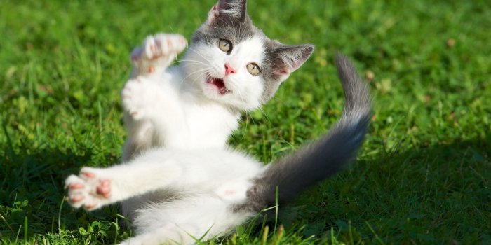 1920x1200 Wallpaper Kitten surprised expression, grass 1920x1200 HD Picture