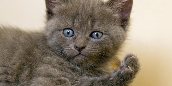 1920x1200 Grey Blue Eyed Kitten Wallpaper Animal Wallpapers Pinterest