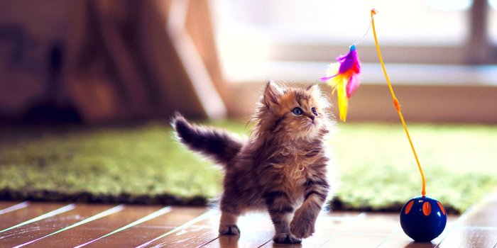 2560x1600 Download Cute Kitten Playing UltraHD Wallpaper - Wallpapers Printed