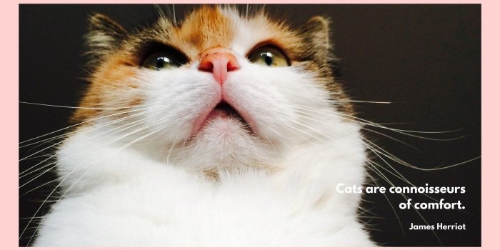 1600x900 Pink Cat Cute OMG Furry Kitty Desktop Wallpaper - Templates by Canva