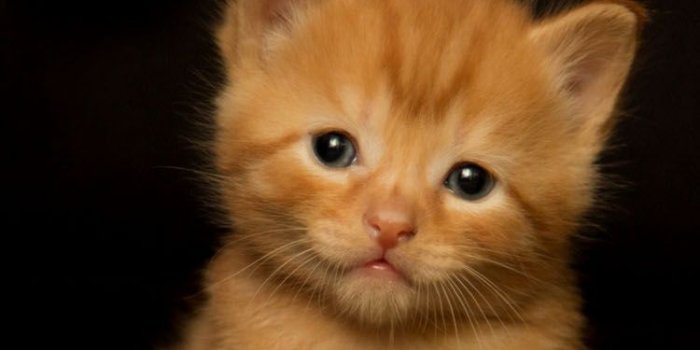 750x1334 Orange Kitten Wallpaper Phone - genius777.com PRINTABLES