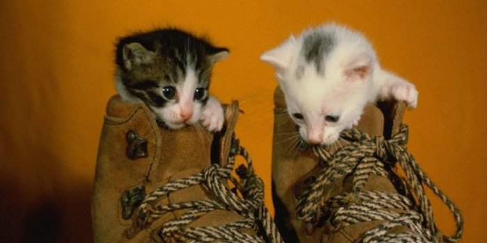 1024x768 Kitten Desktop wallpapers 1366x768