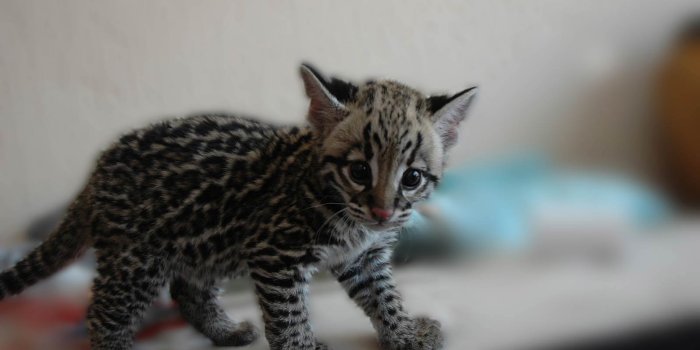1600x1064 Wallpaper Of A Cute Bengal Kitten | PaperPull