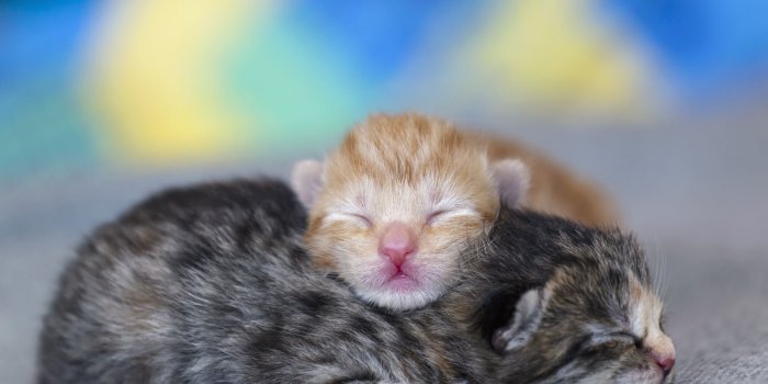 5262x3508 Newborn Kittens Wallpapers
