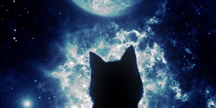 938x1668 Download wallpaper 938x1668 cat, silhouette, moon, starry sky, art