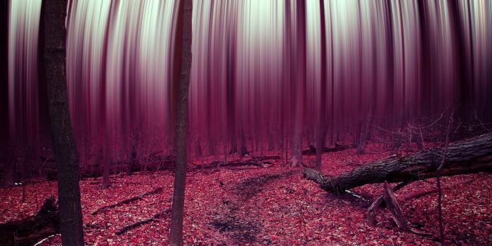 2560x1440 forest, Abstract, Trees, Leaves, Autumn, Surreal, Psychedelic