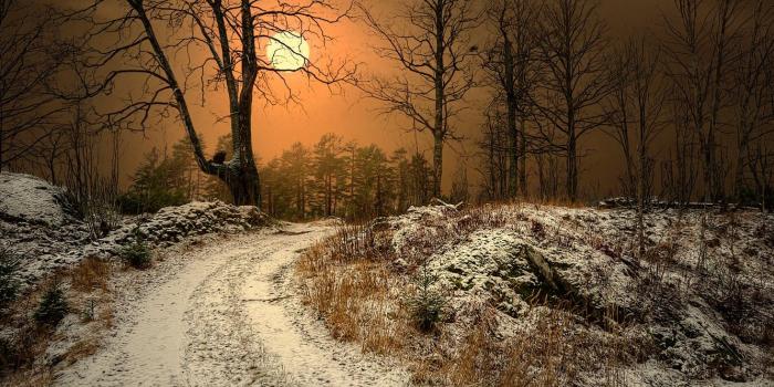 1332x850 Wallpaper cat, the sun, trees, treatment, Norway, Surreal Forest