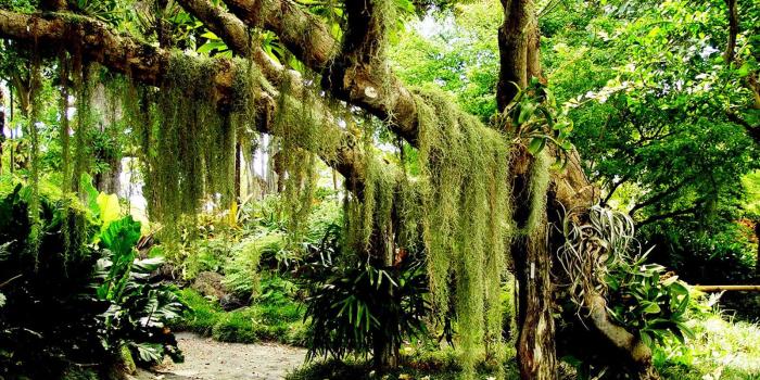 1600x1200 Photo Manipulation. Underwater Forest. Surreal scene. | Forest