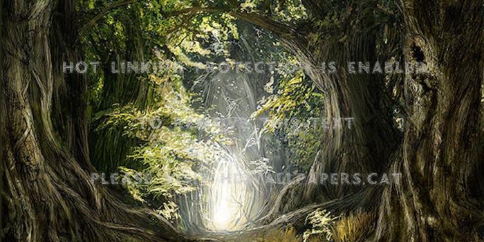 1200x1015 in forest surreal old tree magic beautiful