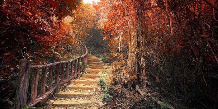 1500x1500 wall26 - Fantasy Forest in Autumn Surreal Colors. Road Path Way