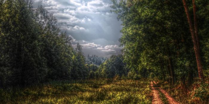 1920x1080 Surreal, Forest, 1920x1080 HD Wallpapers And FREE Stock Photo