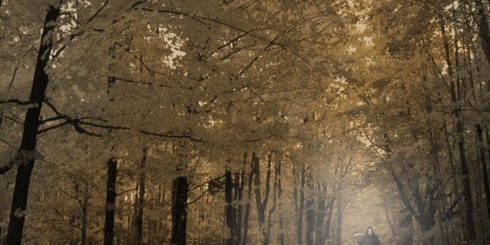 1280x960 Forest encounter, 1280 x 960pix wallpaper Surreal Art, Photo