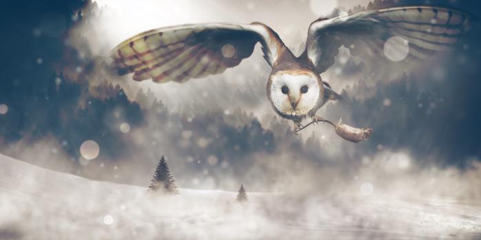 3840x2160 Owl Surreal Bokeh Winter Forest 4k #2195 Wallpapers and Free Stock
