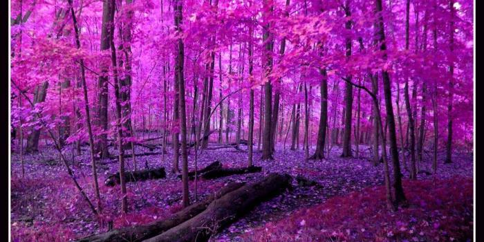 1144x856 Surreal... | Pink nature, Enchanted forest, Nature wallpaper