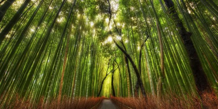 1920x1080 bamboo-forest-of-surreal-and-possibly-enhanced-beauty-I-feel-like
