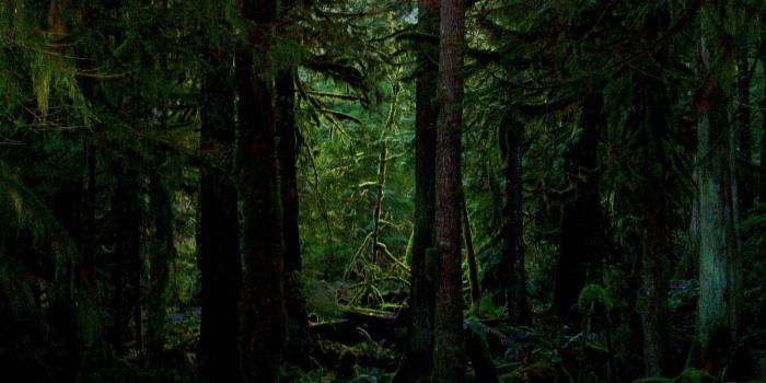 1600x1200 Dreamy fairytale forest scene with magic fireflies, foggy surreal