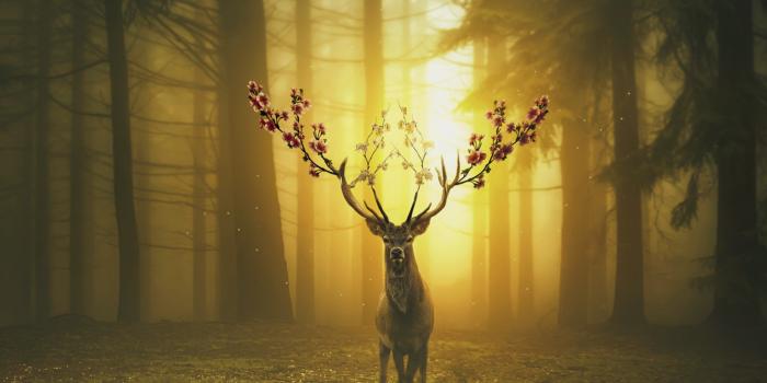 2464x1620 Deer Spring Bloom Forest Surreal Desktop Wallpapers