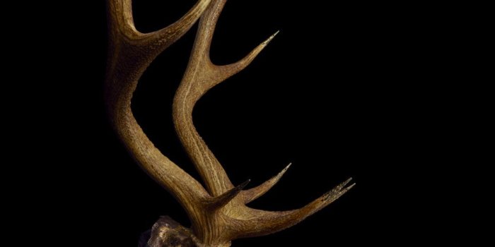 980x1472 Stag sculpture 'honovi' | Deer photography, Skull wallpaper, Sculpture