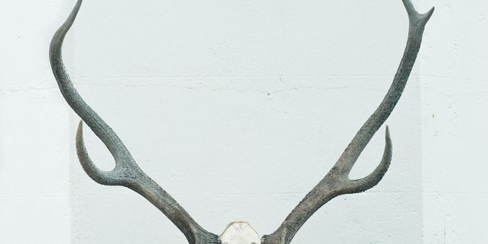 910x1392 HD wallpaper: brown and gray skull with antler decor, art, animal