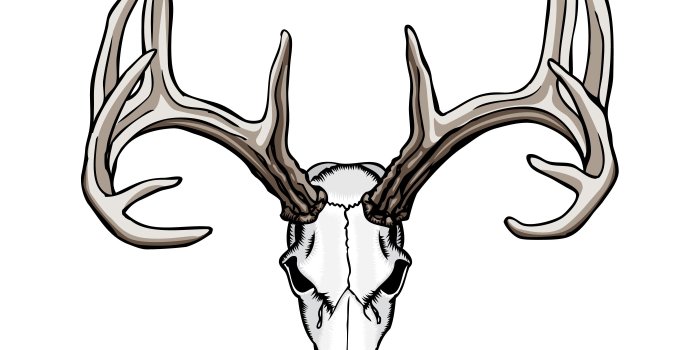 2800x2400 Whitetail Deer Skull Tattoos Art Nouveau Deer - 2800x2400