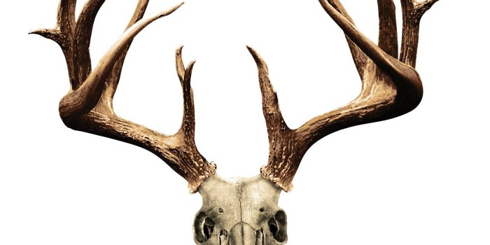 1500x1500 Best Deer Skull Clip Art #14215 - Clipartion.com